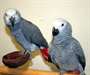 Couple Perroquets gris du Gabon
