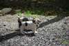 Chiots Jack Rusell Terrier