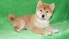Magnifiques chiots shiba-inu disponible