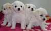 chiots bichon maltais