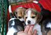 Les chiots pure race Beagle &#224; vendre. - photo 1