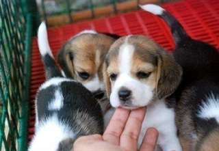 Les chiots pure race Beagle &#224; vendre.