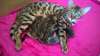 Chaton bengal