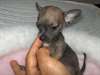 Chiot Chihuahua Poils Courts Femelles et Garçons