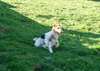 Chiots Fox Terrier Poils Dur - photo 1