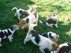 Chiots Fox Terrier Poils Dur - photo 2