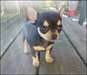 Chiot male chihuahua