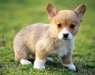 Magnifiques vieilles 9/10 semaines chiots de race