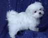 Chiots maltais intelligents ** ** Adoption GRATUIT