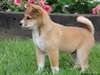 Magnifiques chiots shiba-inu disponible