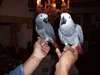 Exceptionnels jeunes perroquets gris du gabon