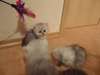 chaton persans disponible a donner
