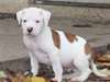 Chiots types bouledogue américain prêt a partir