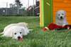 golden retriever a donner aux personnes serieuses