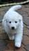 Magnifiques berger blanc suisse