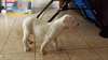 2 chiots Dogue argentin à vendre Ses parents sont