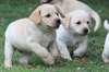 Superbes chiots Labrador