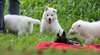 Chiots Berger Blanc Suisse