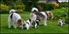 Chiots Fox Terrier