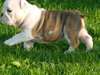 Adorables chiots bulldog anglais
