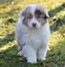 Chiots bergers australiens