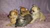 chiots chihuahua miniature