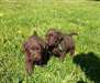 Chiots Labrador Retriever Chocolat