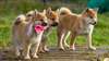 Chiots Shiba Inu