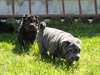 Chiots Shar pei