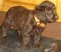 Chiots Labrador noirs et chocolat pour adoption