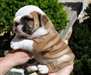 A donner chiot type Bulldog Anglais