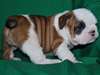 Super Beau Chiots Bulldog Anglais Chiots Bulldog A