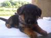 Magnifiques chiots berger allemand