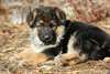 Berger allemand femelle