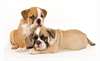 chiots bulldog anglais