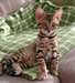 Magnifiques Type Chatons Savannah