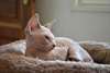 Superbes bb sphynx