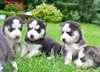 CHIOTS DE RACE HUSKY SIBÉRIEN