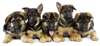 chiots berger allemand
