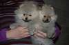 superbes chiots spitz
