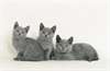 chatons chartreux