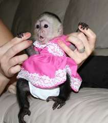 singe capucin pour adoption &#224; domicile