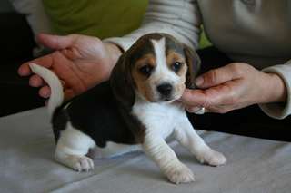 A DONNER Chiot  Beagle