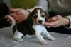 A DONNER Chiot  Beagle - photo 1