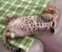 Chatons Bengal affectueux