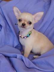 Chiot type chihuahua disponible Chiot de type chih