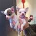 Superbe chiots chihuahua Superbes  chihuahua poil