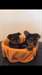 Tea Cup Yorkshire terrier chiots pour Re-homing - photo 1