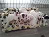 chiots jack russell terrier