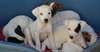 chiots jack russell terrier male et femelle